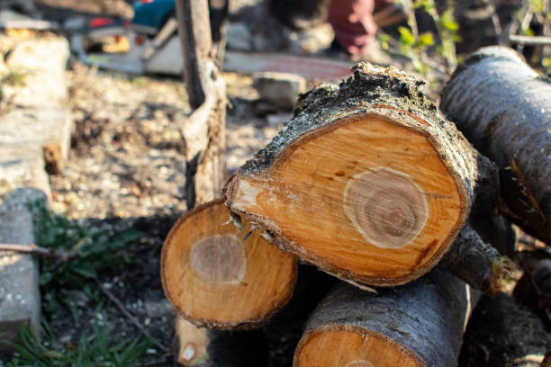 Dublin, TX Tree Care Company