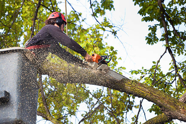 How Our Tree Care Process Works  in  Dublin, TX